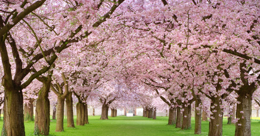 Cherry Blossoms Germany