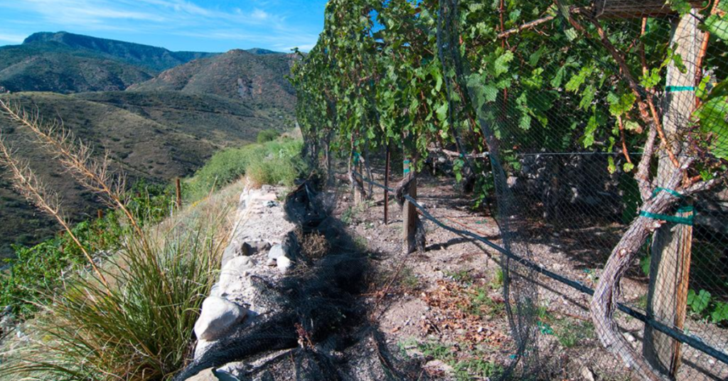Verde Valley's Wine Trail